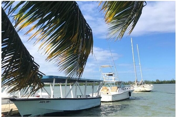 Luminous Lagoon Dark Night Tour From Ocho Rios and Runaway Bay Hotels - Recommendations and Tips