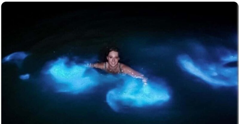 Luminous Lagoon : Night Tour From Falmouth Hotels and Villas - Itinerary and Transportation