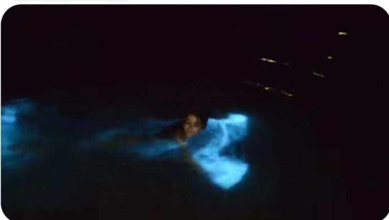 Luminous Lagoon : Night Tour From Ocho Rios and Runaway Bay - Bioluminescence Phenomenon