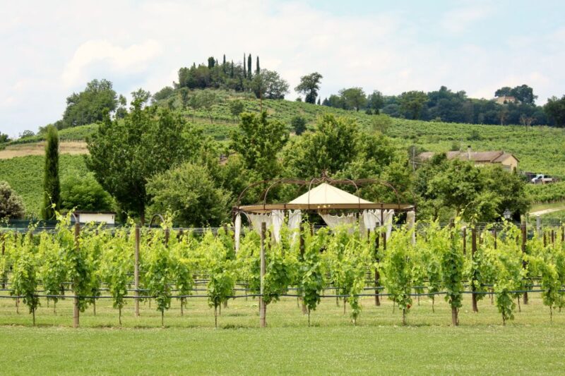Lunch in the Garden and Wine Tasting - Savoring Tuscan Delicacies