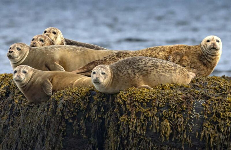 Lunenburg: Zodiac Wildlife Tour with Naturalist Guide - Exploring the Coast from a Zodiac: What to Expect