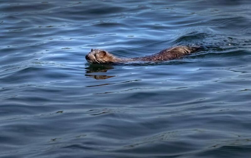 Lunenburg: Zodiac Wildlife Tour with Naturalist Guide - Why This Tour Is Worth Considering