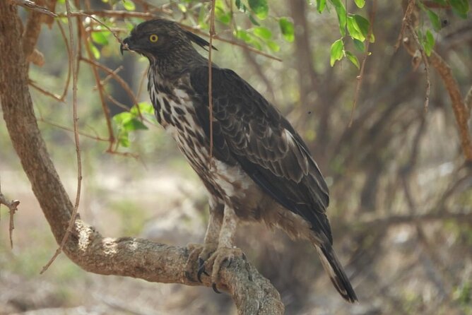 Lunugamvehera National Park Private Safari - Pricing and Booking