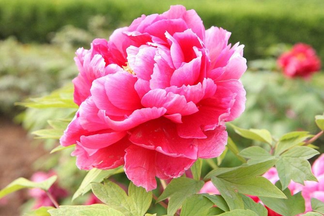 Luoyang Private Tour to Longmen Grottoes and Peony Blossom Sightseeing - Marveling at the Peony Blossom