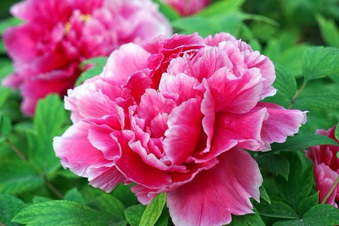 Luoyang Private Tour to Longmen Grottoes and Peony Blossom Sightseeing - Tour Conditions and Requirements