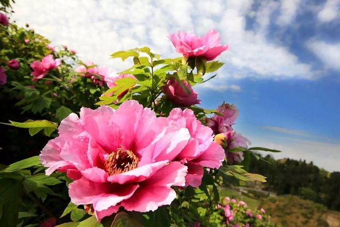 Luoyang Private Tour to Longmen Grottoes and Peony Blossom Sightseeing - Booking and Cancellation Policy