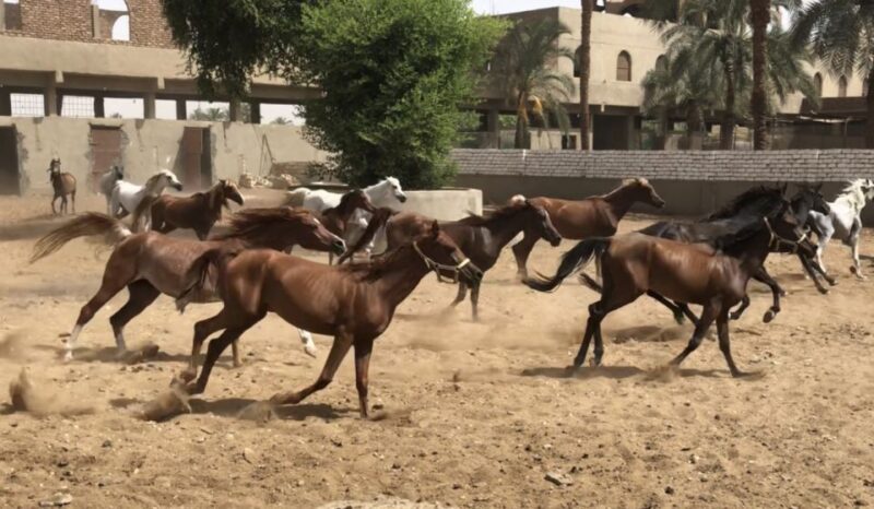 Luxor: Farm Tour 30 Hectares(Breakfast With Arabian Horses) - Breakfast and Refreshments