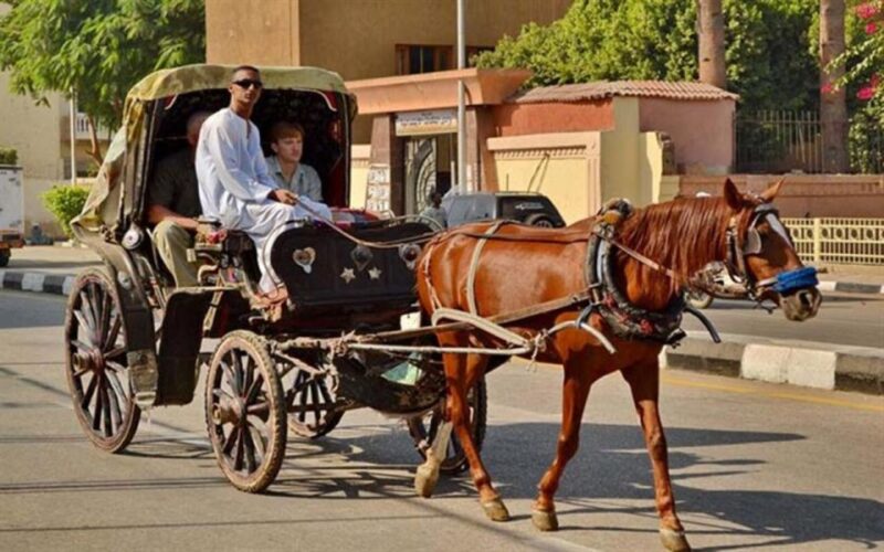 Luxor : Luxor City Tour By Horse Carriage Private Tour - Participant Information