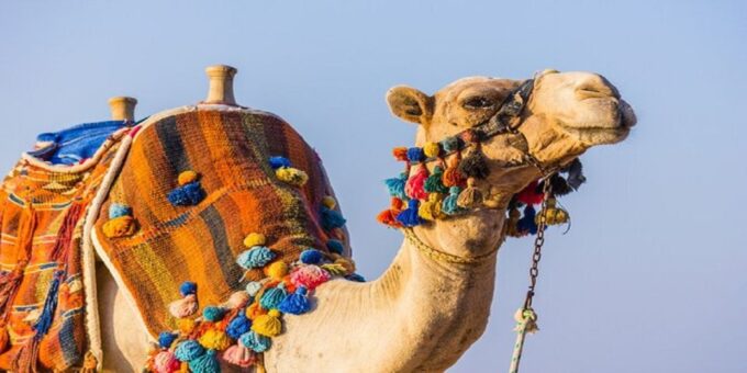 Luxor: Scenic Camel or Horse Ride - Frequently Asked Questions