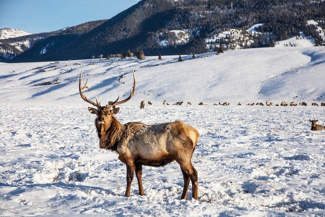 Luxury 1/2 Day Winter Grand Teton Tour & Sleigh Ride - Confirmation and Policies