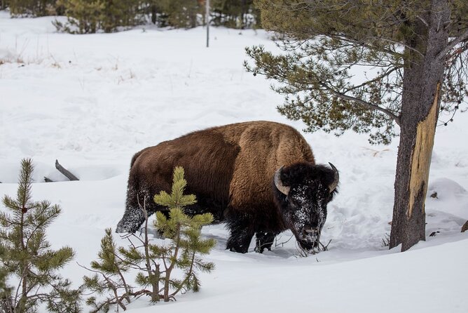Luxury 1/2 Day Winter Grand Teton Tour & Sleigh Ride - Customizing the Tour Experience