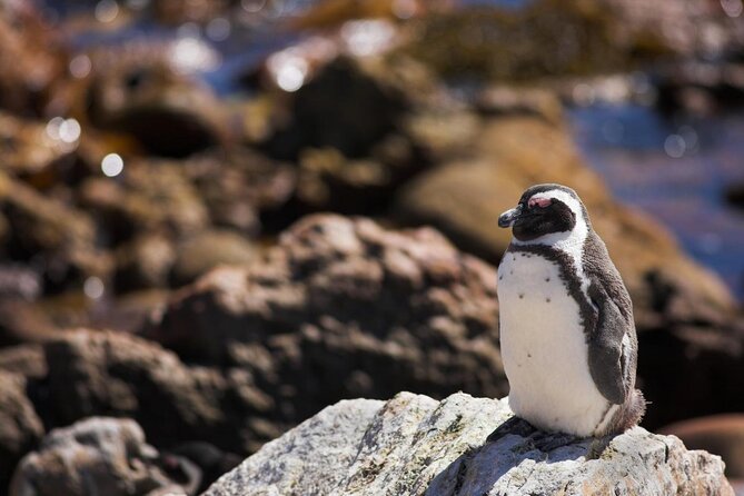 Luxury 2-Day In & Out Garden Route Safari Tour - Key Points