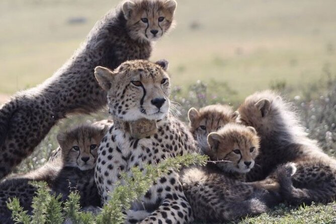 Luxury 2-Day In & Out Garden Route Safari Tour - Luxury Accommodations and Amenities
