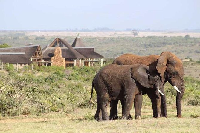 Luxury 2-Day In & Out Garden Route Safari Tour - Multiple Wildlife Encounters