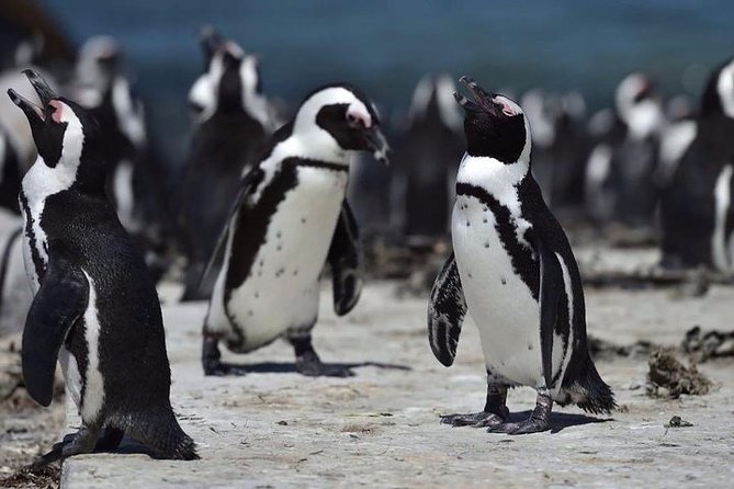 Luxury 2-Day In & Out Garden Route Safari Tour - Meals and Dining Experiences