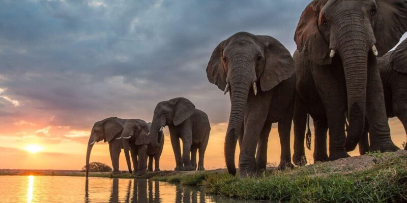 Luxury 5 Day Kruger Park All Inclusive Safari From Joburg! - Safari Experience
