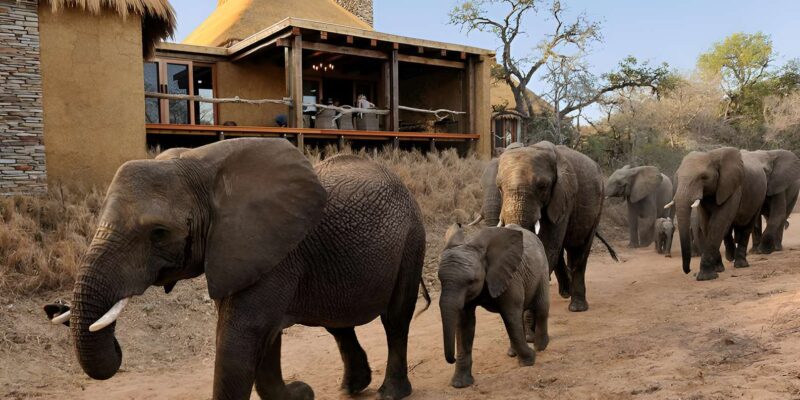 Luxury 5 Day Kruger Park All Inclusive Safari From Joburg! - Meals and Amenities