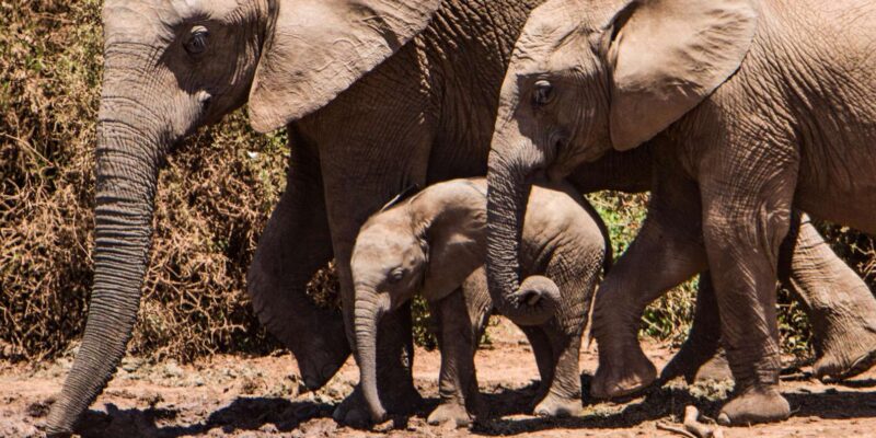 Luxury 9 Day Kruger Park Safari & Cape Town Tour - Key Points