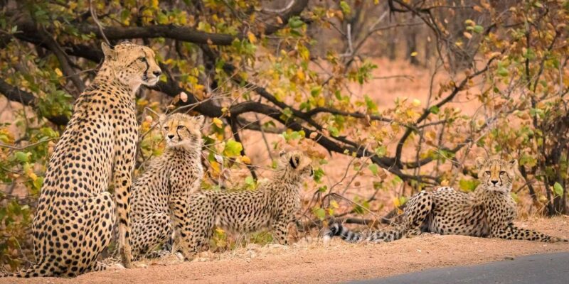 Luxury 9 Day Kruger Park Safari & Cape Town Tour - Included Services