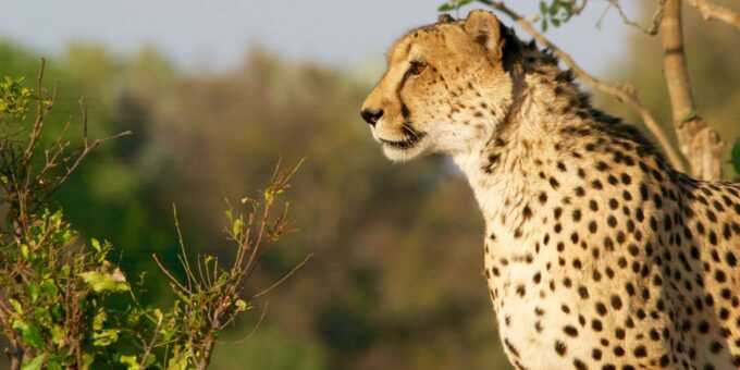 Luxury 9 Day Kruger Park Safari & Cape Town Tour - Kruger National Park