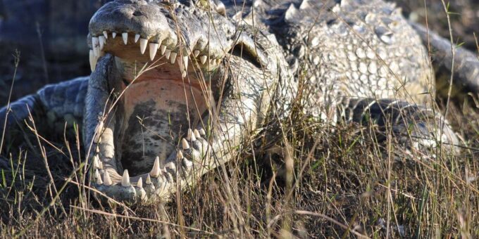 Luxury 9 Day Kruger Park Safari & Cape Town Tour - Frequently Asked Questions