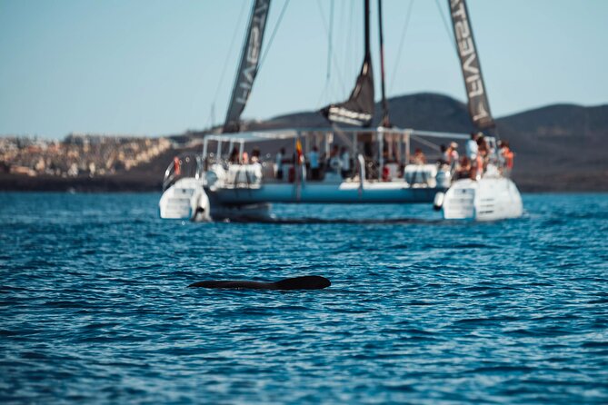 Luxury Catamaran Excursion From Las Galletas - Tenerife - Booking Process and Cancellation Policy