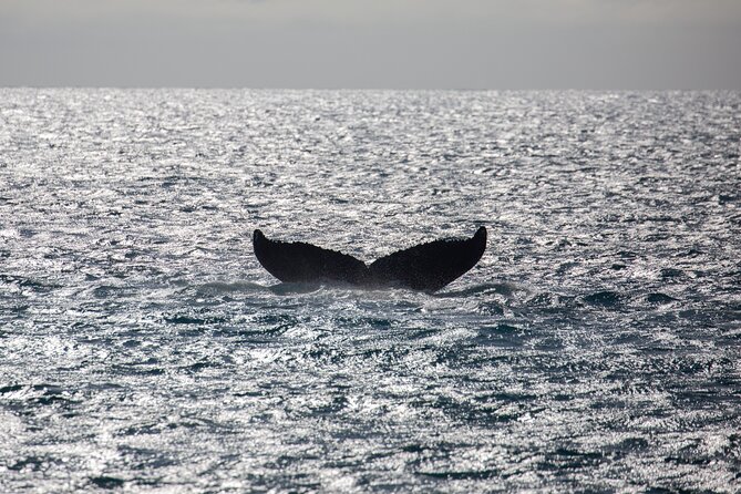 Luxury Catamaran Whale Watch - Meeting and Pickup Details