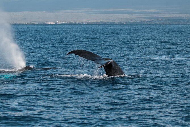Luxury Catamaran Whale Watch - Onboard Amenities and Services