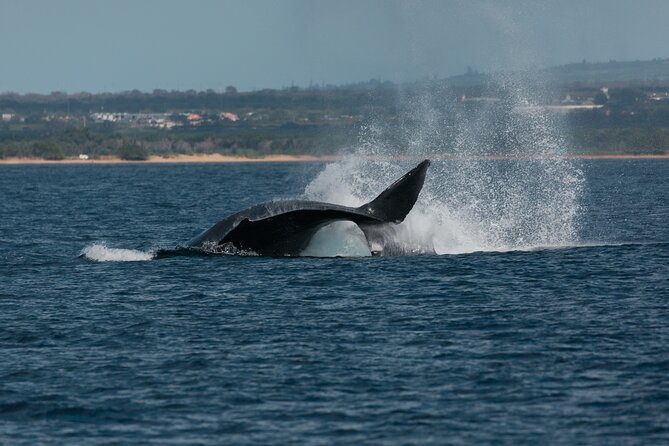 Luxury Catamaran Whale Watch - Traveler Testimonials