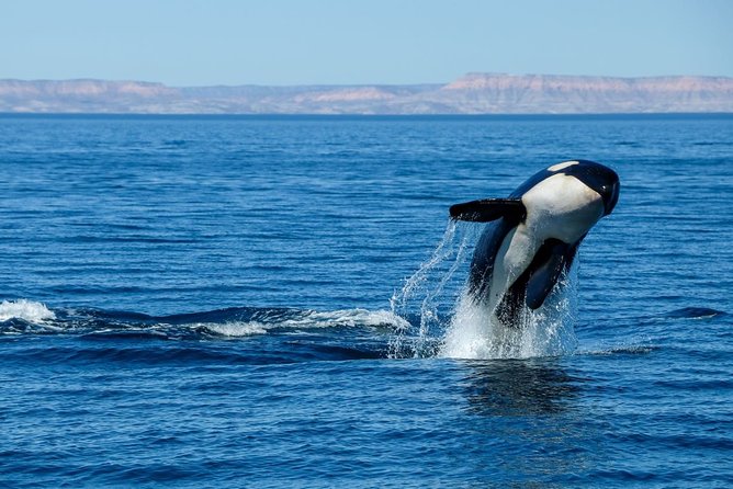 Luxury Catamaran Whale Watching Cabo San Lucas - Booking and Availability