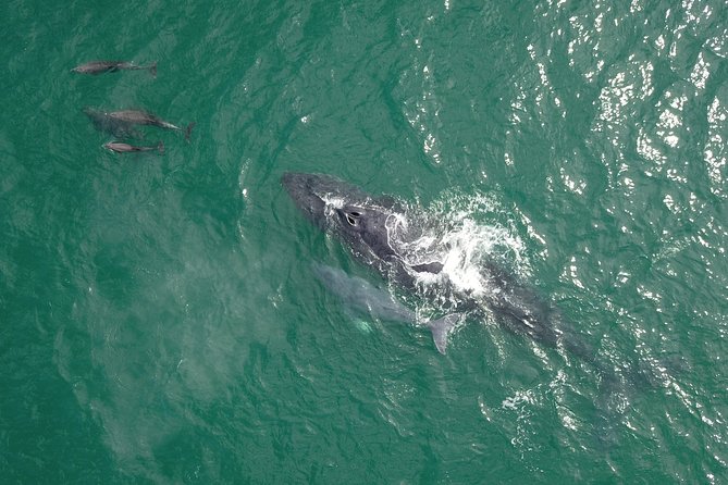 Luxury Catamaran Whale Watching Cabo San Lucas - Important Considerations