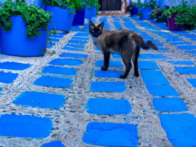 Luxury Chefchaouen : 2-Day Private Journey From Casablanca - Accessibility and Language