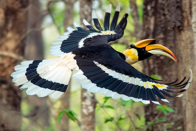 Luxury Chitwan Jungle Safari - 3 Days - Pickup and Schedule