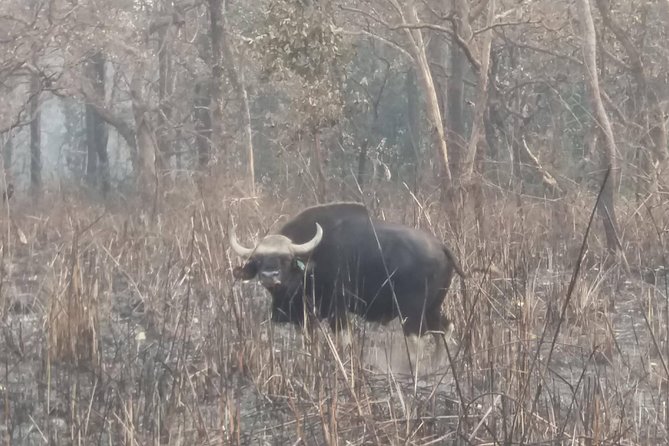 Luxury Chitwan Jungle Safari - 3 Days - Highlights of the Safari