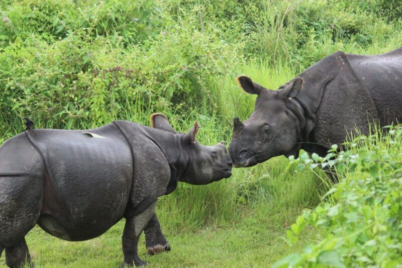 Luxury Chitwan Jungle Safari 4 Days Tour - Key Points