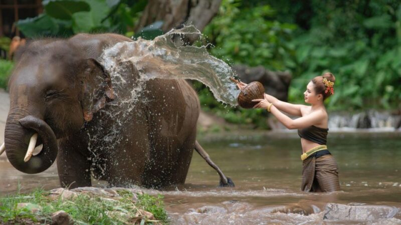 Luxury Chitwan Jungle Safari 4 Days Tour - Wildlife and Activities