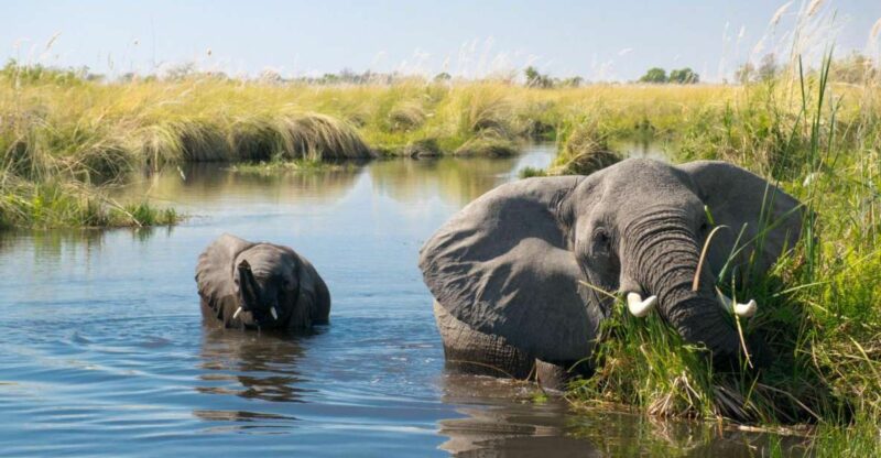 Luxury Chitwan Jungle Safari 4 Days Tour - Accommodation and Dining