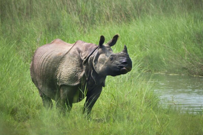 Luxury Chitwan Jungle Safari 4 Days Tour - Park Entry and Transportation