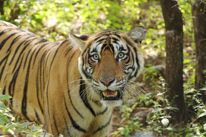 Luxury Chitwan Jungle Safari 4 Days Tour - Booking and Reservation