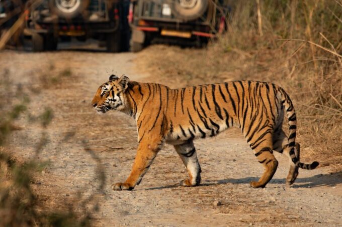 Luxury Chitwan Jungle Safari 4 Days Tour - Frequently Asked Questions
