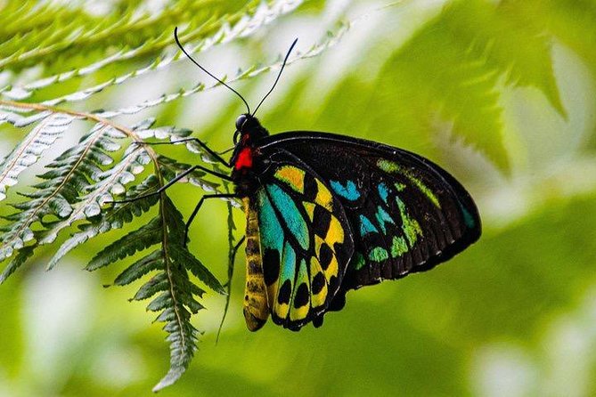 Luxury Daintree - Cape Tribulation Tour From Port Douglas - River Cruise Adventure