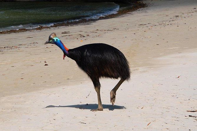Luxury Daintree - Cape Tribulation Tour From Port Douglas - Atherton Tablelands Discovery