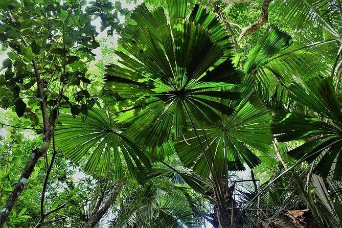 Luxury Daintree - Cape Tribulation Tour From Port Douglas - Transportation and Logistics