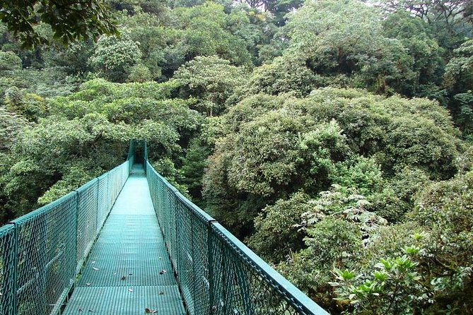 Luxury Day-Trip off the Beaten Path to Monteverde Rain Forest - Customer Experiences and Testimonials