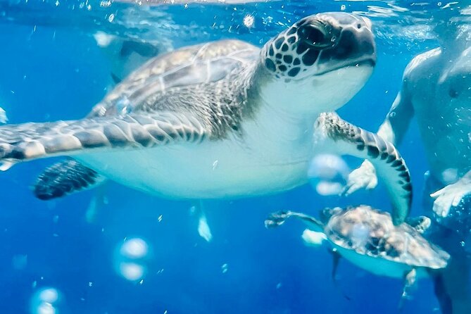 LUXURY DAY YACHT CRUISE | Protaras | TURTLES | BBQ Lunch - Overview