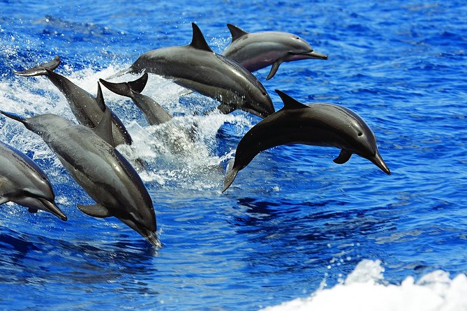 Luxury Hawaiian Sea Turtle, Dolphin Sail and Kona Snorkel - Exploring the Kona Coast