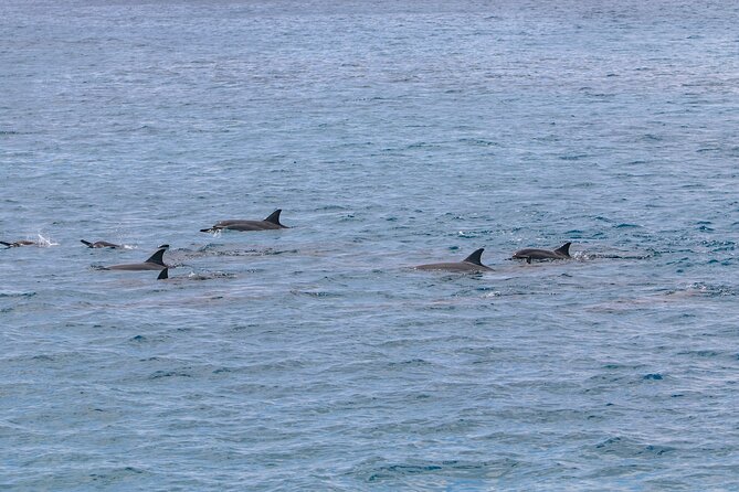 Luxury Hawaiian Sea Turtle, Dolphin Sail and Kona Snorkel - Lunch and Refreshments
