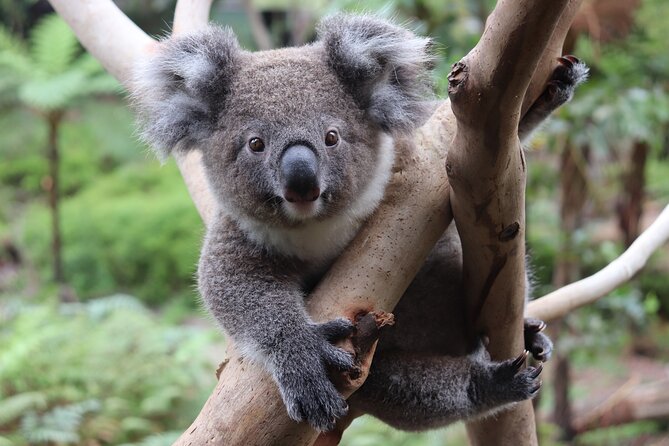 Luxury Hunter Valley Wildlife & Wine Tasting Tour From Sydney - Culinary Experiences