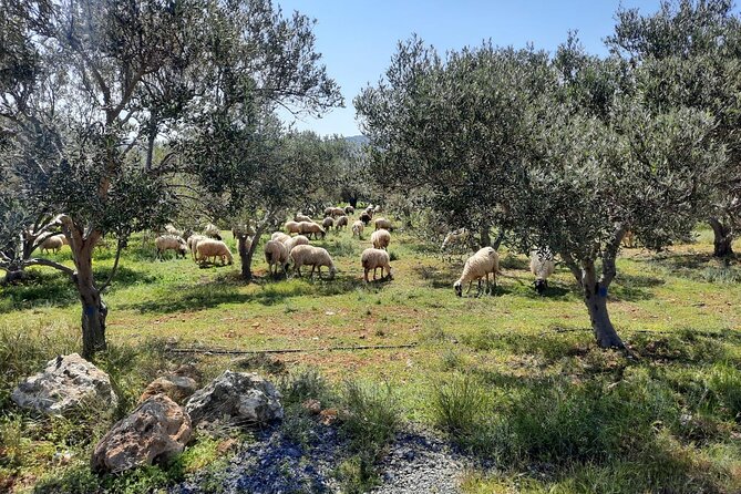 LUXURY Jeep Safari WRANGLER CRETE (also for CRUISE SHIPS) - Refreshments in Kalo Chorio Village