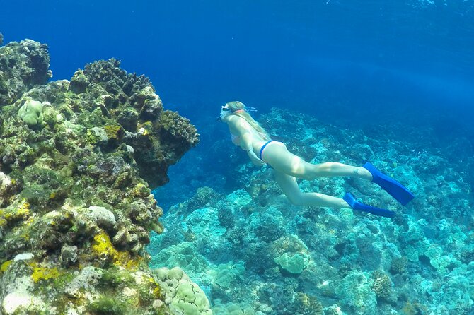 Luxury Kona Coast Snorkel Tour Including Lunch - Dietary Considerations